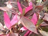[Cordyline pink tip[4].jpg]