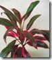 Cordyline red edge Cordyline red edge