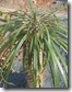 Pachypodium geayi Pachypodium geayi