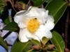 [Gordonia axillaris[3].jpg]