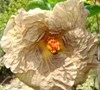 [Hibiscus beige flower[3].jpg]