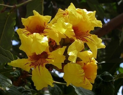 [markhamia lutea[3].jpg]