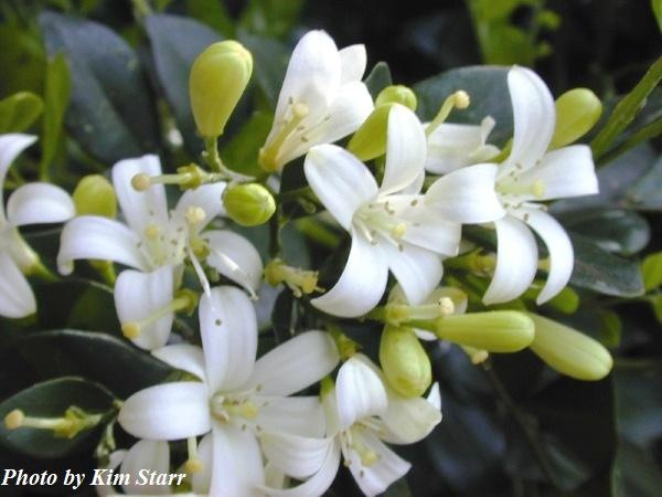 [murraya paniculata hedge mock orange starr 2[3].jpg]