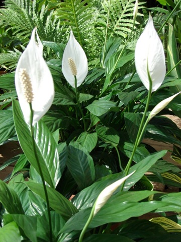 [spathiphyllum peace lily starr[4].jpg]