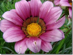 Gazania Daybreak Pink Shades 1 starr