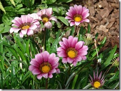 Gazania Daybreak Pink Shades