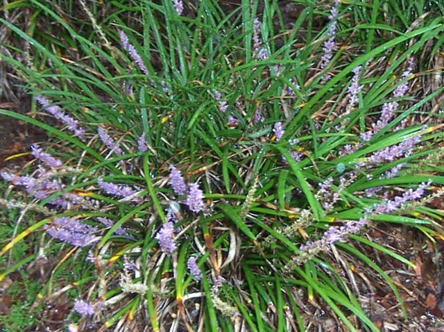 [liriope_in_frlower[5].jpg]