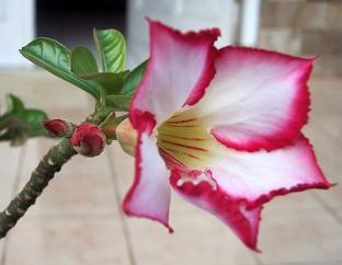 [Adenium Picotee[3].jpg]