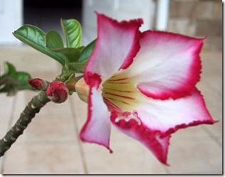 Adenium Picotee