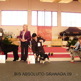 Especial Schnauzer Granada 2009