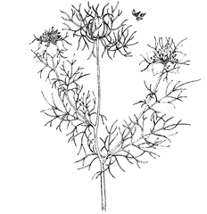 Nigella sativa L. (Ranunculaceae) Black Caraway, Black Cumin, Fennel Flower, Nutmeg Flower, Roman Coriander 