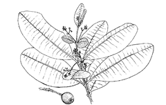 Pimenta racemosa (Mill.) J. W. Moore (Myrtaceae) Bayrum Tree, West Indian Bay