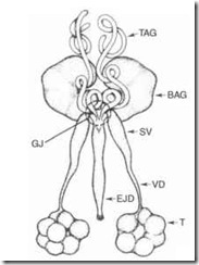 Male reproductive system of T. molitor, showing testes (T), ejaculatory duct (EJD), tubular accessory gland (TAG), and bean-shaped accessory gland (BAG) .