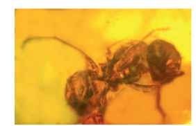  The primitive early Cretaceous solitary bee, Melittosphex burmensis, in Burmese amber still retains some wasp characters.