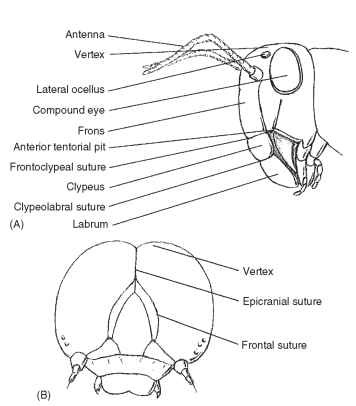 Grasshopper Head Diagram