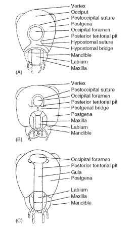 Occipital closures: (A) hypostomal bridge, (B) postge-nal bridge, and (C) gula.