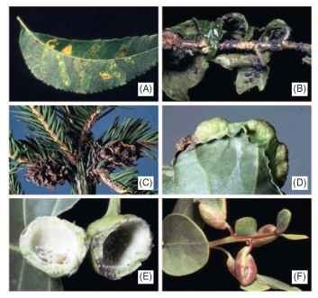  Aphid damage: (A) necrotic feeding damage on pecan, (B) leaf curling on ivy by Aphis hederae f. pseudohederae, (C) conelike galls on spruce by Adelges sp., (D) leaf edge galls on poplar by Thecabius sp., (E) leaf petiole gall on poplar by Pemphigus sp.- gall split showing yellow fundratrix, and (F) leaf galls on manzanita by Tamalia sp. 