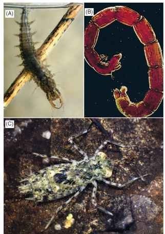Typical insects inhabiting lentic environments. (A) Coleoptera: Hydrophilidae (Hydrochara). (Photograph by M. Higgins.) (B) Diptera: Chironomidae (Chironomus), (C) Odonata: Libellulidae (Pantala). 