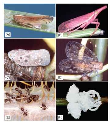 Fulgoroidea: planthoppers: (A) female Stenocranus sp. (Delphacidae) covering oviposition site with wax, Illinois, U.S.A., (B) Chanithus scolopax (Dictyopharidae), Kyrgyzstan, (C) Metcalfa pru-inosa (Flatidae), Maryland, U.S.A., (D) Biolleyana sp. (Nogodinidae), Mexico, (E) Tettigometra sp. (Tettigometridae) nymphs tended by ants, Greece, (F) unidentified planthopper nymph completely covered with wax filaments, Guyana.