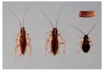 The German cockroach, Blattella germanica. From left: adult male, adult female, nymph, ootheca.