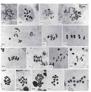  Mitotic and meiotic holocentric chromosomes in an earwig, Labidura truncata. Orcein-stained squash preparations, B, L, M-P colchicine-treated. (A) Spermatogonial division in prophase with the Y at bottom left and the X to the right, both more condensed than the autosomes. (B) Spermatogonial metaphase with the small Y chromosome obvious. (C) Leptotene, with the sex chromosomes at the top very condensed and the heterochromatic ends of some autosomes also condensed. Two nucleoli are visible, one at 11 o'clock and the other at 5 o'clock. (D) Zygotene-pachytene with the heterochromatic ends of the autosomes more obvious. (E) Diplotene displaying the four autosomal bivalents and the condensed sex chromosomes separately. (F) Diakinesis, one autosomal bivalent showing a chiasmata that is quite interstitial. (G, H) First metaphases with the larger X seem to be paired with the smaller Y. First anaphase with the neocentromere actively moving the chromosomes apart. (J, K) Second metaphases; J shows the X dyad, K shows the smaller Y dyad. (L-P) Female mitotic chromosomes, late and early prophase in L and N, respectively; M-P show metaphases, with O and P showing secondary constrictions. The primary constrictions of fixed centromeres do not show, and uninterrupted chromatids, characteristic of holocentric chromosomes, are particularly obvious in M. 