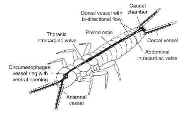 In the primitive insect Campodea (Diplura) the dorsal vessel exhibits a bidirectional flow. This enables the supply of the antennae and the cercal appendages by vessels connected to the dorsal vessel.