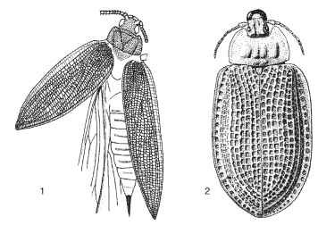 Fossil beetles. (1) Moravocoleus permianus (Tshekardocoleidae: Protocoleoptera, Permian). (© Czech Geological Survey.) (2) Notocupes picturatus (Cupedidae: Coleoptera, Triassic).