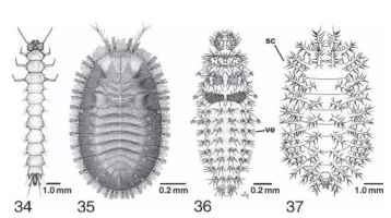 (34 and 35) Flattened beetle larvae, dorsal view. (34) Dendrophagus americanus (Cucujidae). [From Lawrence, J. F. (1991). Order Coleoptera. In "Immature Insects" (F. W. Stehr, ed.),Vol. 2, Fig. 34.527. Kendall/Hunt, Dubuque, IA. IA(36 and 37) Larvae of Coccinellidae, dorsal view. (36) Predaceous Stethoris histrio. (37) Phytophagous Epilachna varives-tis: sc, scolus; ve, verruca. 