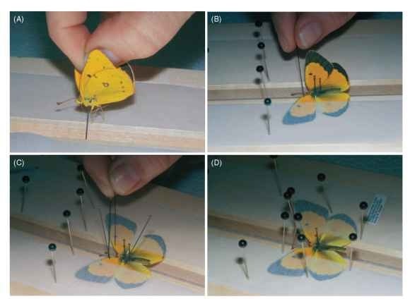 (A) Orange sulfur butterfly (Colias eurytheme) with insect pin inserted at proper height, ready to place in groove of spreading board. (B) Insect pin inserted behind thick costa margin and pulled forward so that inner margin of forewing is at right angle to groove. (C) After left hind wing is pulled forward and secured, right forewing and hind wing positioned to match left. (D) Glass-headed pins in proper position to hold tracing paper tight for at least 1 week, until the insect dries and can be removed; label ready to add.