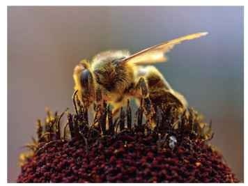 Honey bepollene collecting 