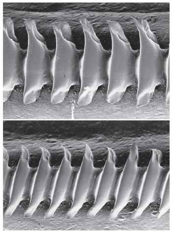 Teeth on the stridulatory files of field crickets (genus Gryllus) from the Galapagos Islands.