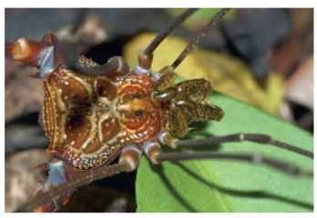  Goniosoma longipes, a colorful neotropical harvestman of the family Gonyleptidae that exhibits parental care.
