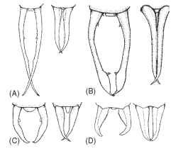 Sexual dimorphism in cerci of four species of dermaptera (males on left and females on right): (A) Metrasura ruficeps (Family Forficulidae); (B) Ancistrogaster scabilosa (Family Forficulidae); (C) Paralabella dorsalis (Family Labiidae); (D) Anisolabis maritima (Family Anisolabidae