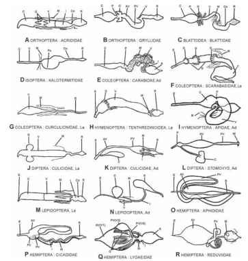 Major insect gut types: Ad, adult; AV, anterior ventricu-lus (midgut); C, crop; Co, colon; E, esophagus; F, fermentation chamber; FC, filter chamber; G, midgut (gastric) ceca; I, ileum; La, larva; M, Malpighian tubules; P, proventriculus; Pa, paunch; PV, posterior ventricu-lus (midgut); R, rectum; V, ventriculus. Not drawn to scale. 