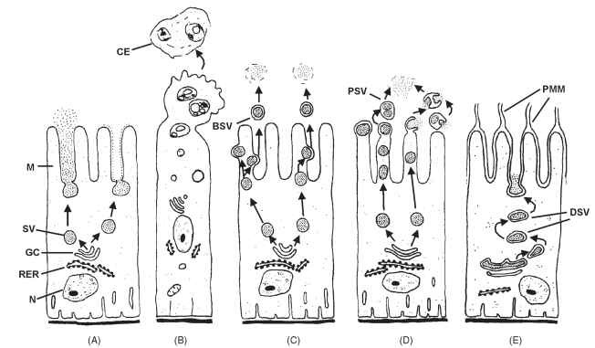 Models for secretory processes of insect digestive enzymes; (A) exocytic secretion, (B) apocrine secretion, (C) microapocrine secretion with budding vesicles, (D) microapocrine secretion with pinched-off vesicles, and (E) modified exocytic secretion in hemipteran midgut cell. Abbreviations: BSV, budding secretory vesicle; CE, cellular extrusion; DSV, double-membrane secretory vesicle; GC, Golgi complex; M, microvilli; N, nucleus, PMM, perimicrovillar membrane; PSV, pinched-off secretory vesicle; RER, rough endoplasmic reticulum; SV, secretory vesicle.