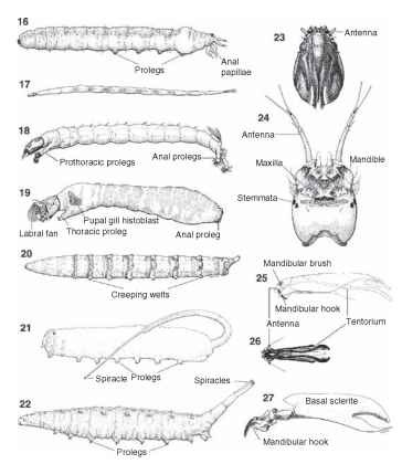 Larva of (16) Tipulidae, (17) Ceratopogonidae, (18) Chironomidae, (19) Simuliidae, (20) Tabanidae, (21) Syrphidae, (22) Ephydridae. Larval head capsule of (23) Tipulidae, (24) Chironomidae. Cranial sclerites and mouthparts of (25) Tabanidae, (26) Dolichopodidae. (27) Cephalopharyngeal skeleton of Sciomyzidae. 