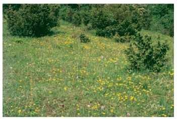 Calcareous grasslands belong to the most species-rich habitat types in Central Europe and depend on annual cutting or grazing 