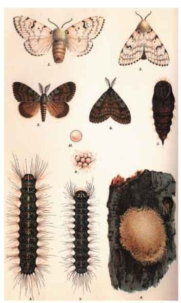 Life stages of gypsy moth: (1,2) adult female; (3,4) adult male, (5) pupae; (6,7) larvae; (8) egg mass; (9,10) individual eggs.