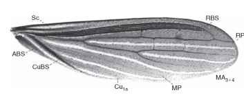  Typical embiid forewing: Pararhagadochir trinitatis (family Embiidae), Venezuela; wing length 10 mm. Most important are the blood sinus veins, especially the anterior radius (radial blood sinus, RBS); less important are the cubital blood sinus (CuBS) and the anal blood sinus (ABS). Hyaline stripes between veins also characterize embiid wings.