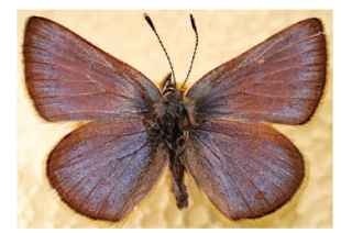  The Xerces blue butterfly (G. xerces), was one of the first butterflies in North America known to become extinct as a result of human interference. It was driven to extinction as San Francisco expanded over the butterfly's habitat. 