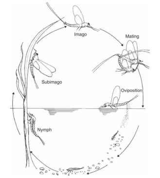 Mayfly life cycle showing the alternation between the aquatic and terrestrial environments. Mayflies are unique in having two winged stages, the subimago and imago. The adult life is very short and most of the time is spent in the aquatic environment.