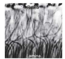 The interchange of axons that occurs between retina and lamina of a blow fly (Calliphora), which makes possible the neural superposition mechanism of Fig. 3C.
