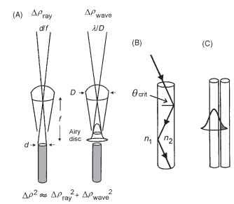  (A) The acceptance angle (Ap) of an ommatidium results from a combination of the Airy diffraction pattern (point-spread function), given by A/D (right), and the geometrical angular width of the rhabdom (d/f) at the nodal point of the lens (left). (B) Light is trapped in a rhabdom by total internal reflection, which occurs when the angle the light makes with a normal to the wall is greater than the critical angle, given by sin #crit = n1/n2, the ratio of the refractive indices outside and inside the rhabdom. A typical rhabdom can trap a cone of light about 22° wide. (C) In narrow light-guiding structures some of the light is actually outside the fiber, and can potentially be caught by adjacent fibers and so spoil resolution.