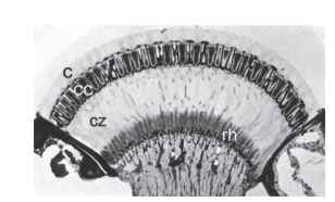 Section through the superposition eye of a dung beetle (Onitis westermanni). c, cornea; cc, crystalline cones; cz, clear zone; rh, rhabdoms.