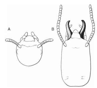 Cranial morphological differences in worker and soldier or guard termite castes. In Reticulotermes flavipes, workers (A) have short chewing mandibles concealed beneath the clypeus and soldiers (B) have an elongated, enlarged head with prominent mandibles.