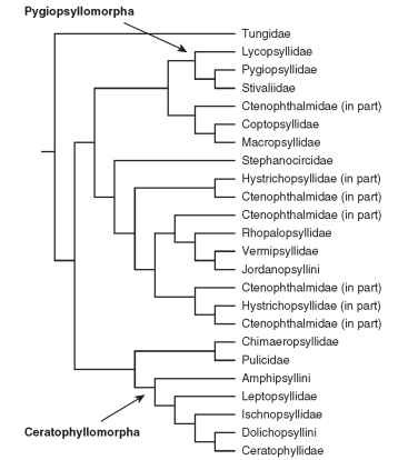 Phylogenetic tree of the Order Siphonaptera as determined by DNA analyses.