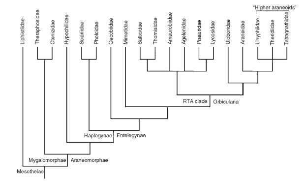 Phylogenetic relationships of major spider lineages, with exemplar families. 