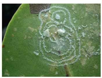 Adults and egg spirals of Aleurodicus pulvinatus (Aleyrodidae: Aleurodicinae) on leaf of Coccoloba uvifera, Aruba.