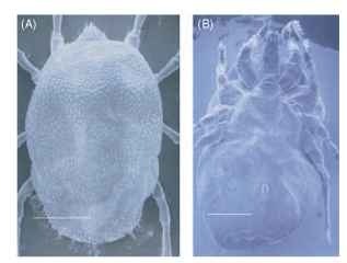 Scanning electron micrographs of a representative adult female argasid tick, O. parkeri: (A) dorsal view and (B) ventral view. Scale = 1 mm.