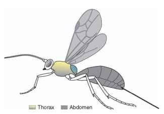  Stylized illustration of an apocritan hymenopteran showing the wasp waist between the first and second abdominal segments. The first abdominal segment, called the propodeum, is broadly attached to the thorax (colored blue), and the combined structure is referred to as the mesosoma. The abdomen (darker shading) posterior to the mesosoma is often called the metasoma.